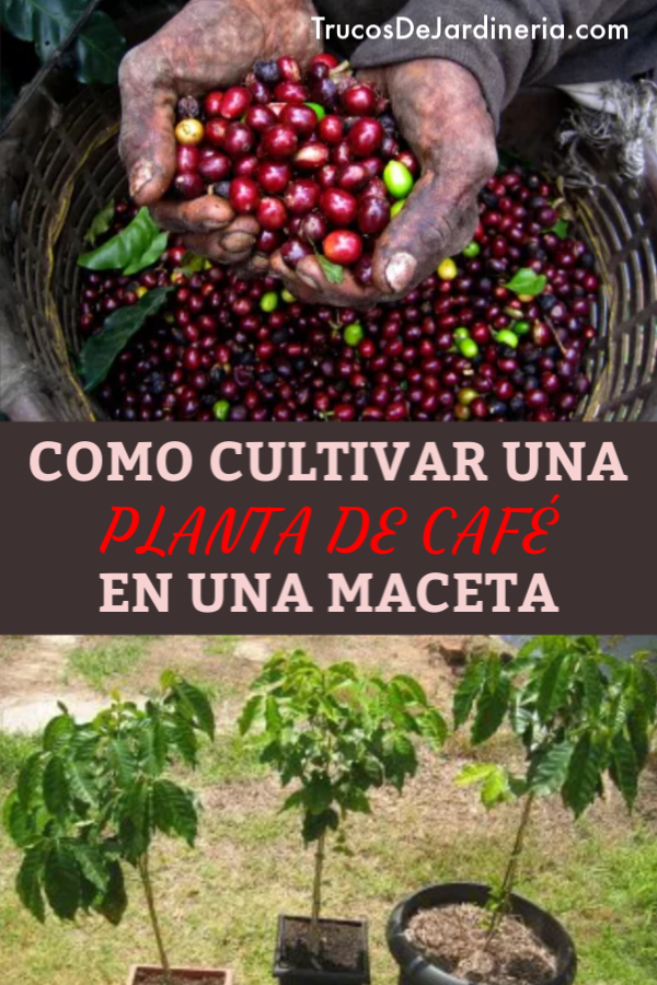 Guía completa: Cómo sembrar granos de café y cultivar tu propio café en casa