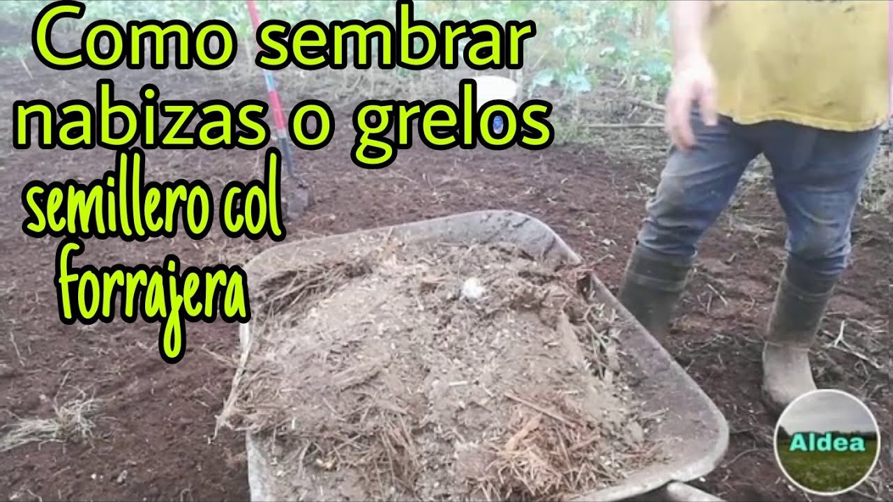 Guía completa: cómo sembrar grelos en tu huerto paso a paso