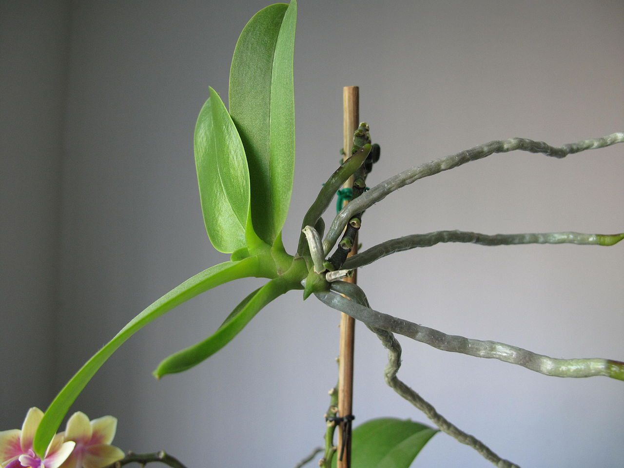 Guía completa: Cómo sembrar hojas de orquídeas y lograr su crecimiento exitoso