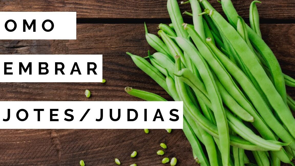 Guía completa: Cómo sembrar judías verdes y obtener una cosecha abundante