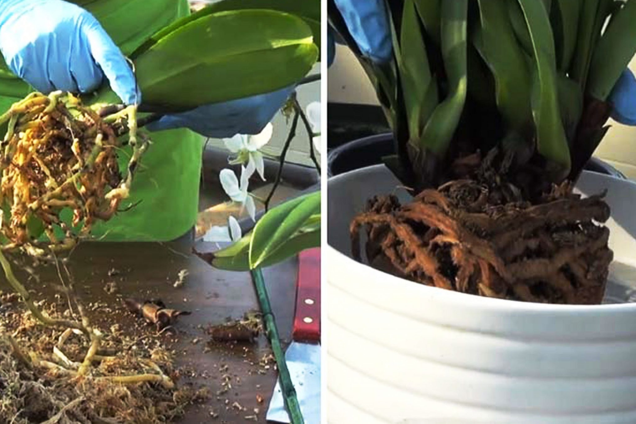 Guía completa: Cómo sembrar las orquídeas paso a paso