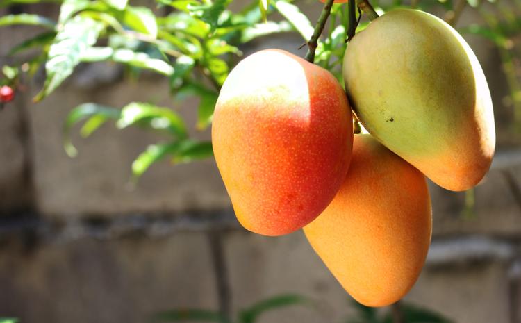 Guía completa: Cómo sembrar mango y garantizar una cosecha abundante