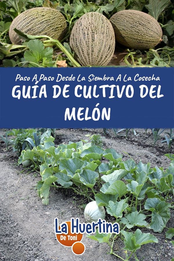 Guía completa: Cómo sembrar melón en casa paso a paso