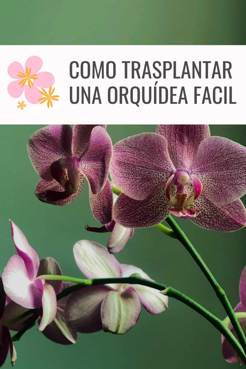 Guía completa: Cómo sembrar orquídeas y lograr su floración perfecta