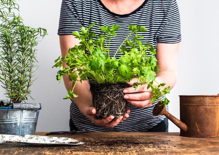 jardineria en casa