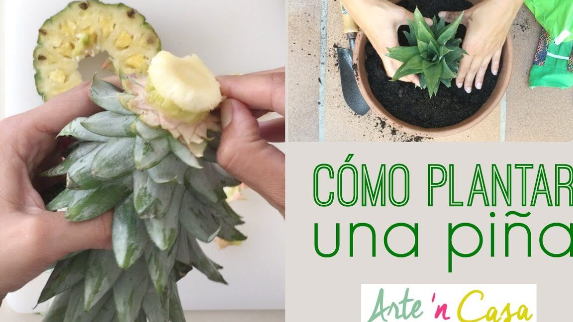 Guía completa: Cómo sembrar piña en casa y obtener una cosecha exitosa
