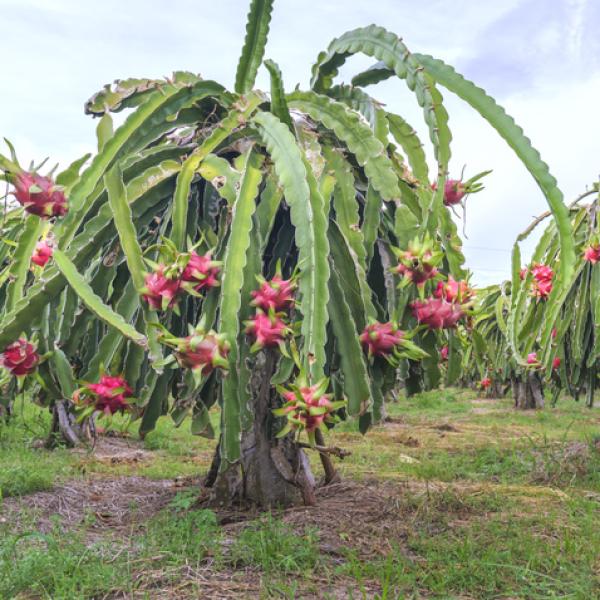 Guía completa: Cómo sembrar pitayas y disfrutar de su exótica belleza y dulce sabor