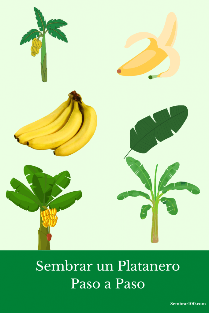 Guía completa: Cómo sembrar plátano paso a paso para obtener una cosecha exitosa