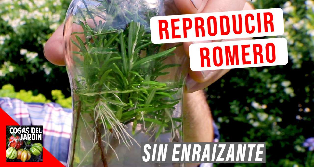 Guía completa: Cómo sembrar romero sin semilla y obtener una planta saludable