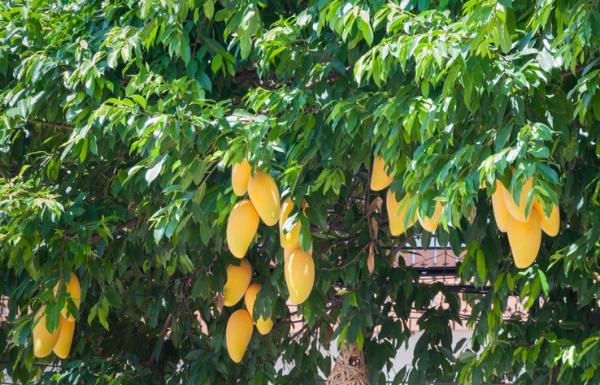 Guía completa: Cómo sembrar semilla de mango y cultivar tu propio árbol frutal