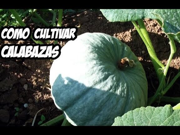 Guía completa: Cómo sembrar semillas de calabaza y asegurar una exitosa cosecha