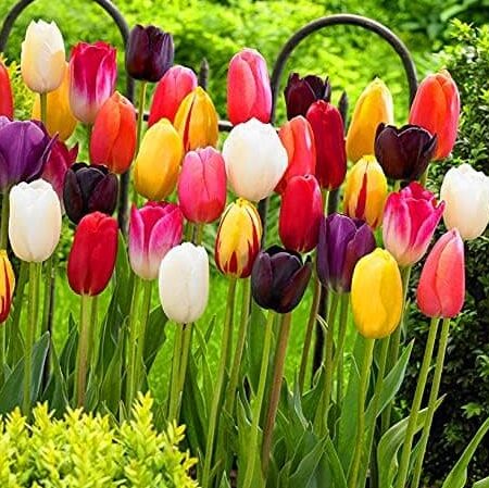 Guía completa: Cómo sembrar tulipanes y disfrutar de su belleza en el jardín