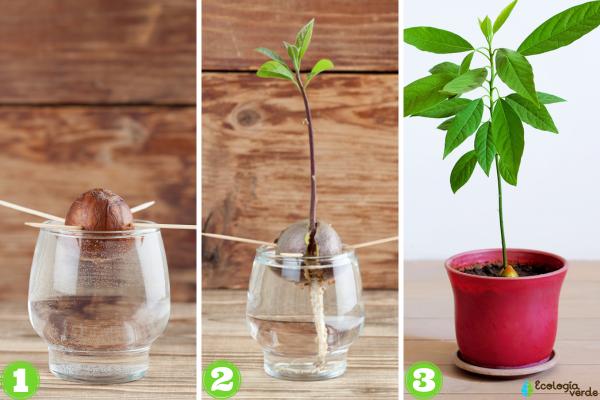 Guía completa: Cómo sembrar un aguacate en una maceta y obtener un árbol frondoso