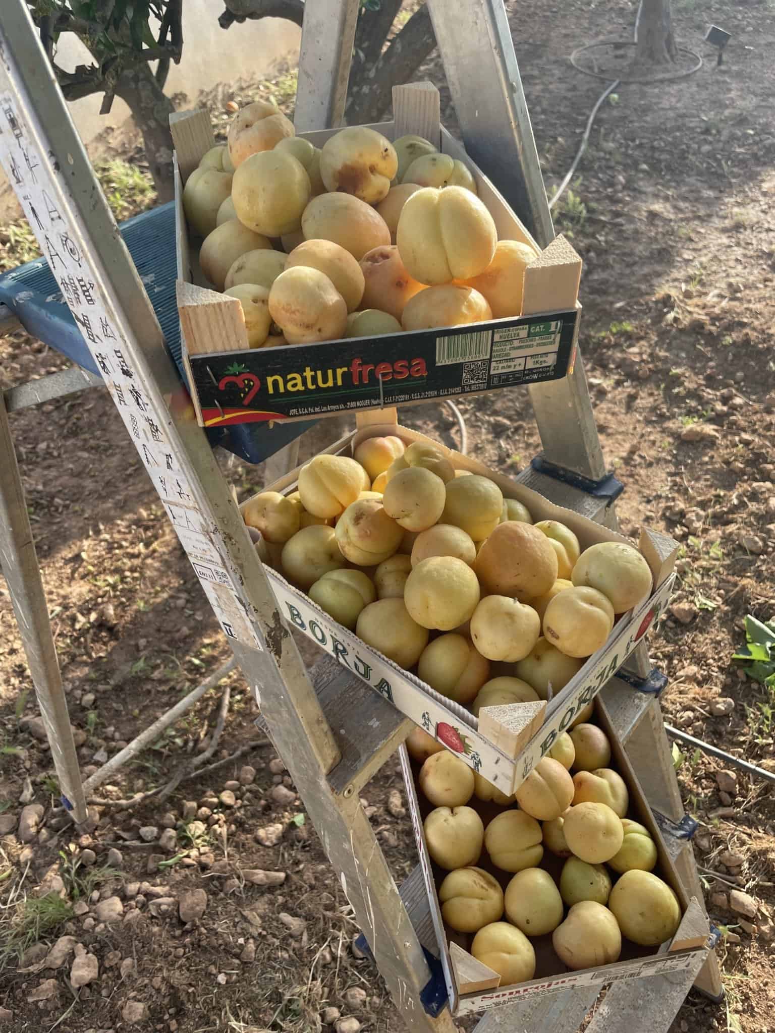 Guía completa: Cómo sembrar un albaricoque desde el hueso y disfrutar de sus deliciosos frutos