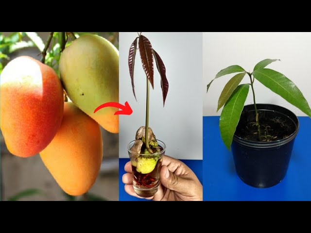 Guía completa: Cómo sembrar un hueso de mango en casa paso a paso