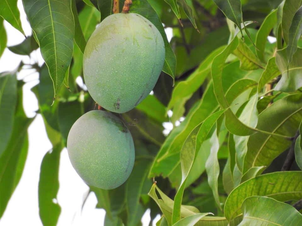 Guía completa: Cómo sembrar un mango paso a paso para obtener deliciosas frutas en casa