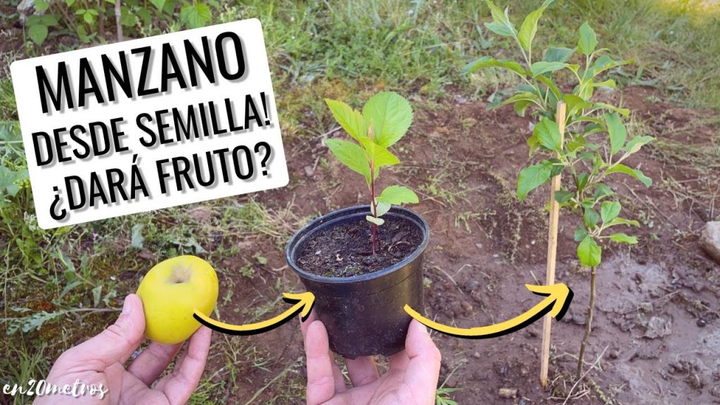 Guía completa: Cómo sembrar un manzano y disfrutar de tus propias manzanas