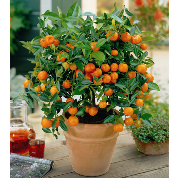 Guía completa: Cómo sembrar un naranjo y cultivar deliciosas naranjas en casa