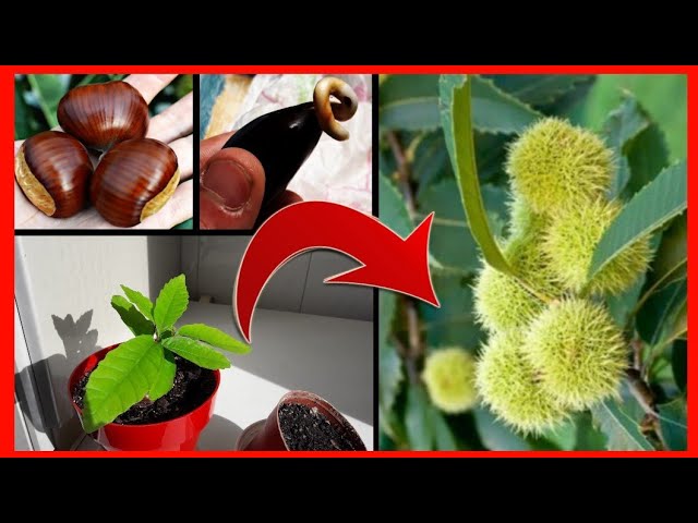 Guía completa: Cómo sembrar una castaña y cultivar tu propio árbol de castaño