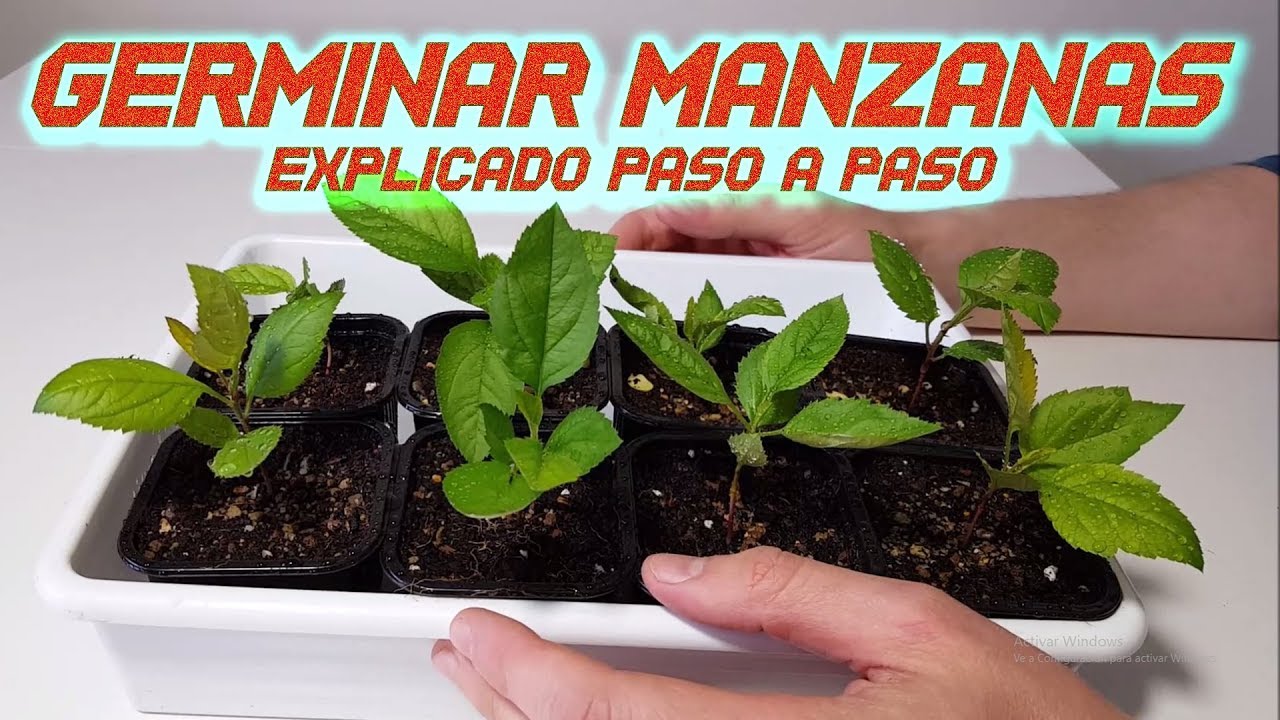 Guía completa: Cómo sembrar una semilla de manzana paso a paso