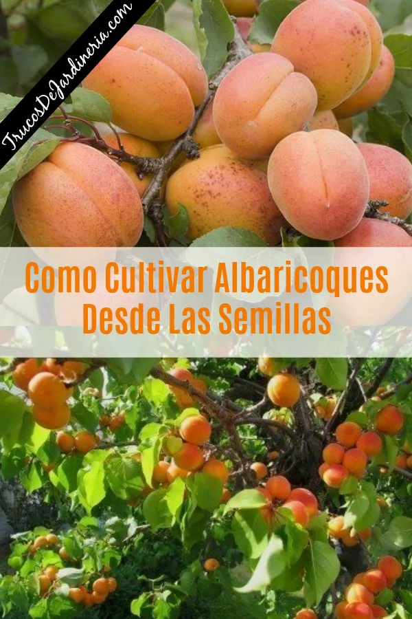 Guía completa: Cómo sembrar y cultivar albaricoques en tu jardín