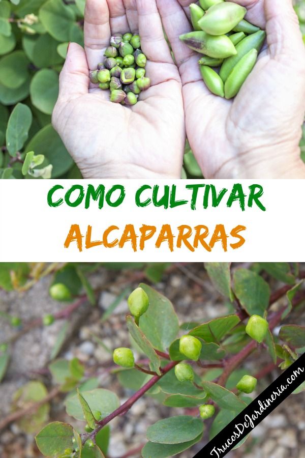 Guía completa: Cómo sembrar y cultivar alcaparras en tu propio jardín