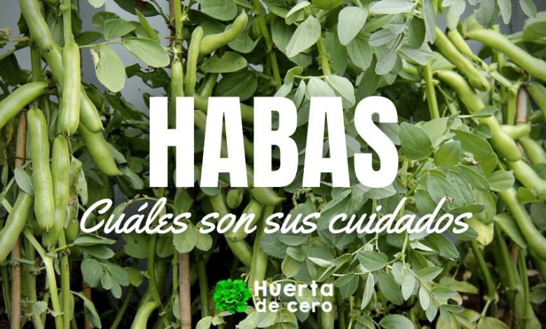 Guía completa: Cómo sembrar y cultivar exitosamente las habas en tu huerto