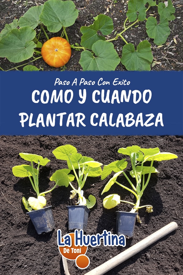 Guía completa: cómo y cuándo sembrar calabazas con éxito en tu huerto