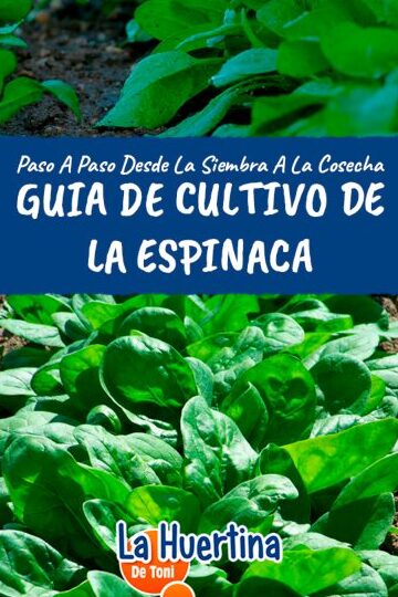 Guía completa: Cuándo sembrar espinacas en España para una cosecha exitosa