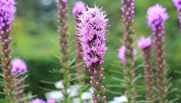 Guía completa: Cuándo sembrar Liatris Spicata para un jardín espectacular