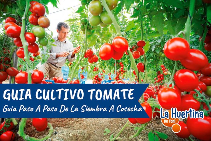 Guía completa: Cuándo sembrar tomates en Mallorca para obtener una cosecha exitosa