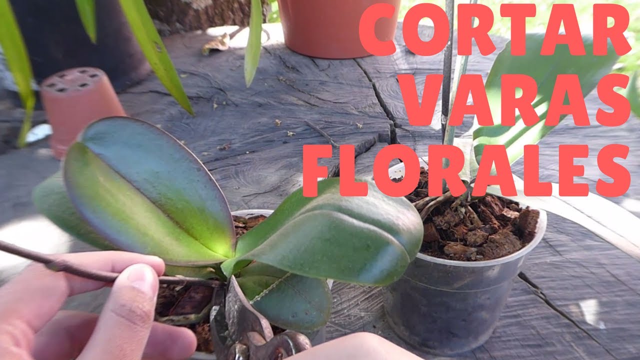 Guía completa: Cuándo y cómo cortar las varas de las orquídeas