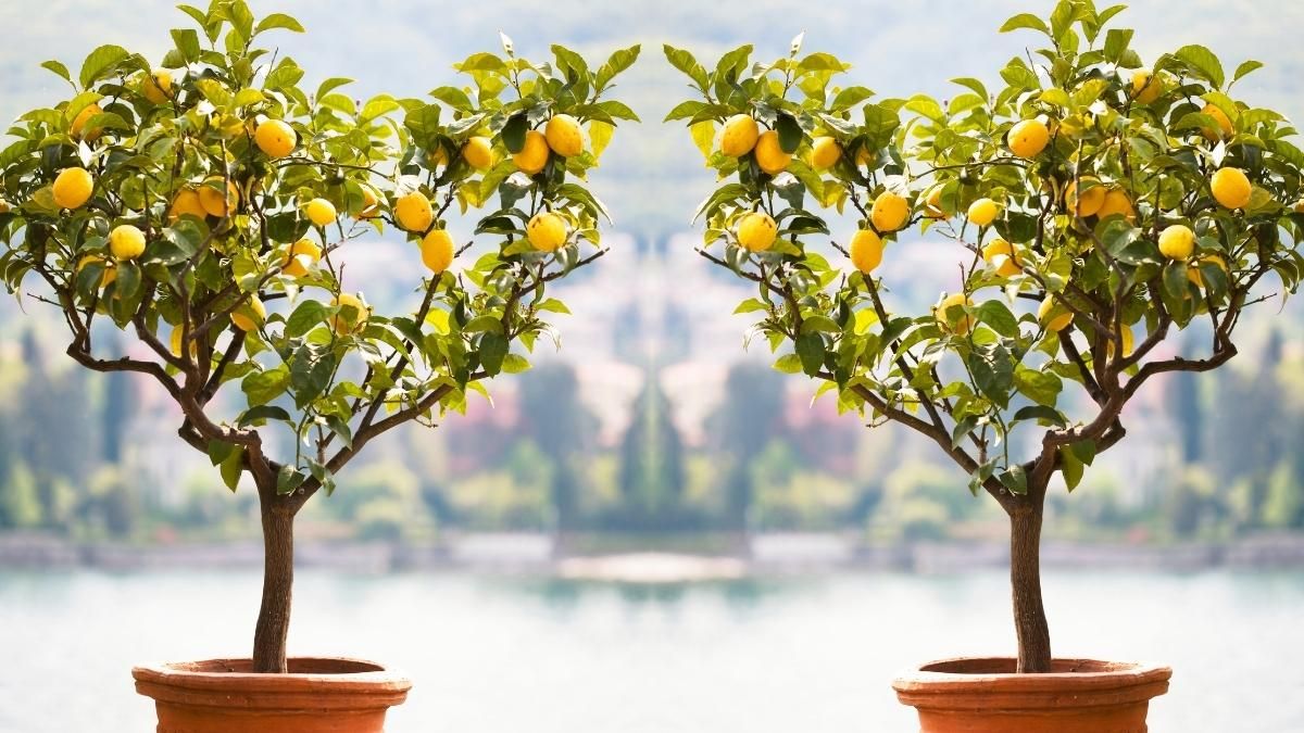 Guía completa: Cuándo y cómo podar los limoneros para un crecimiento saludable