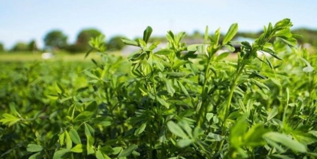 Guía completa: Cuándo y cómo sembrar alfalfa en España para una cosecha exitosa