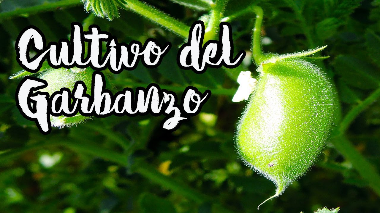 Guía completa: Cuándo y cómo sembrar garbanzos en Extremadura