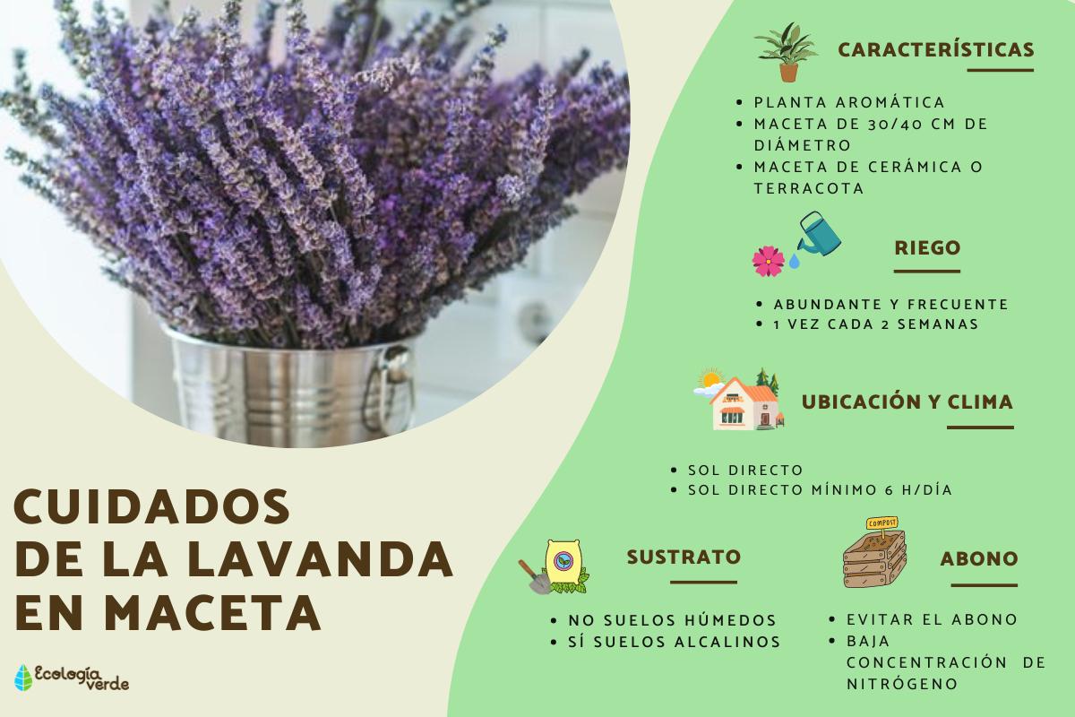 Guía completa: Cuándo y cómo sembrar lavanda para un jardín próspero.