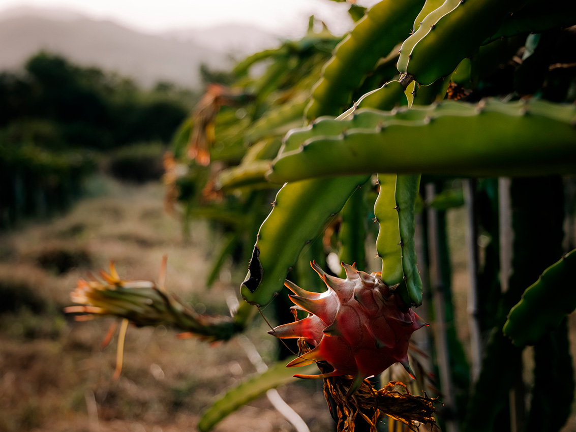 Guía completa de cuidados para la planta de pitahaya: todo lo que necesitas saber