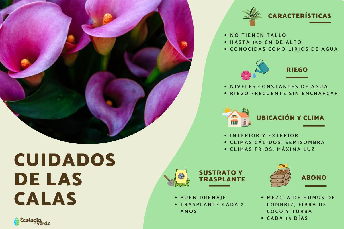 Guía completa para cultivar y cuidar calas amarillas en tu jardín