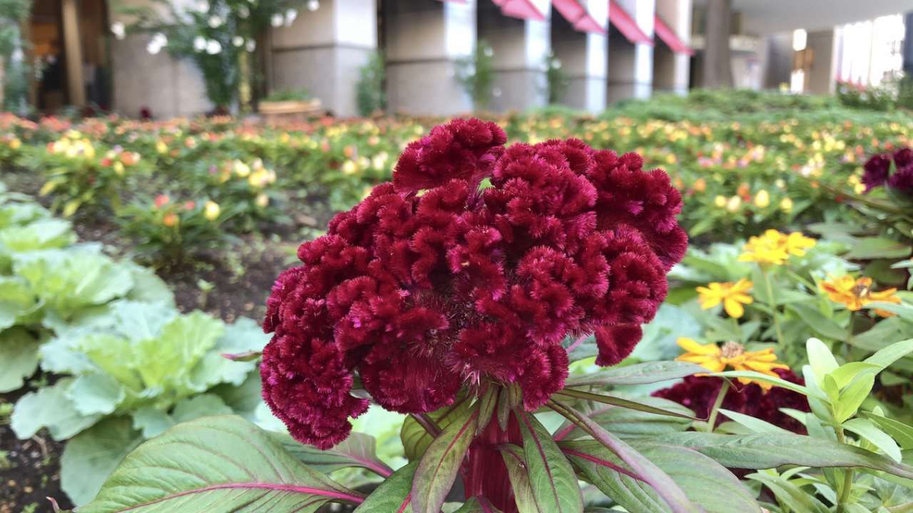 Guía completa para cultivar y cuidar la espectacular flor cresta de gallo