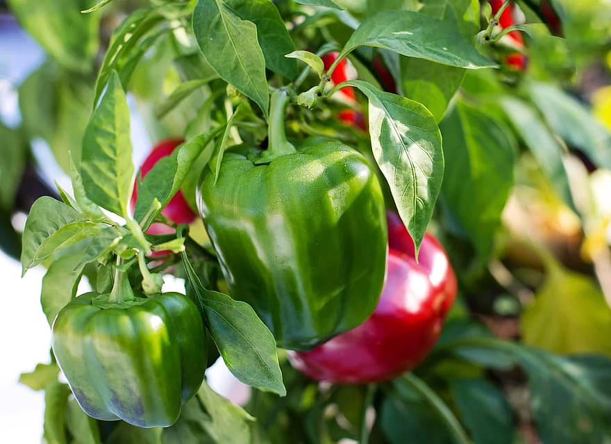 Guía completa para cultivar y cuidar plantas de pimientos italianos: Todo lo que necesitas saber