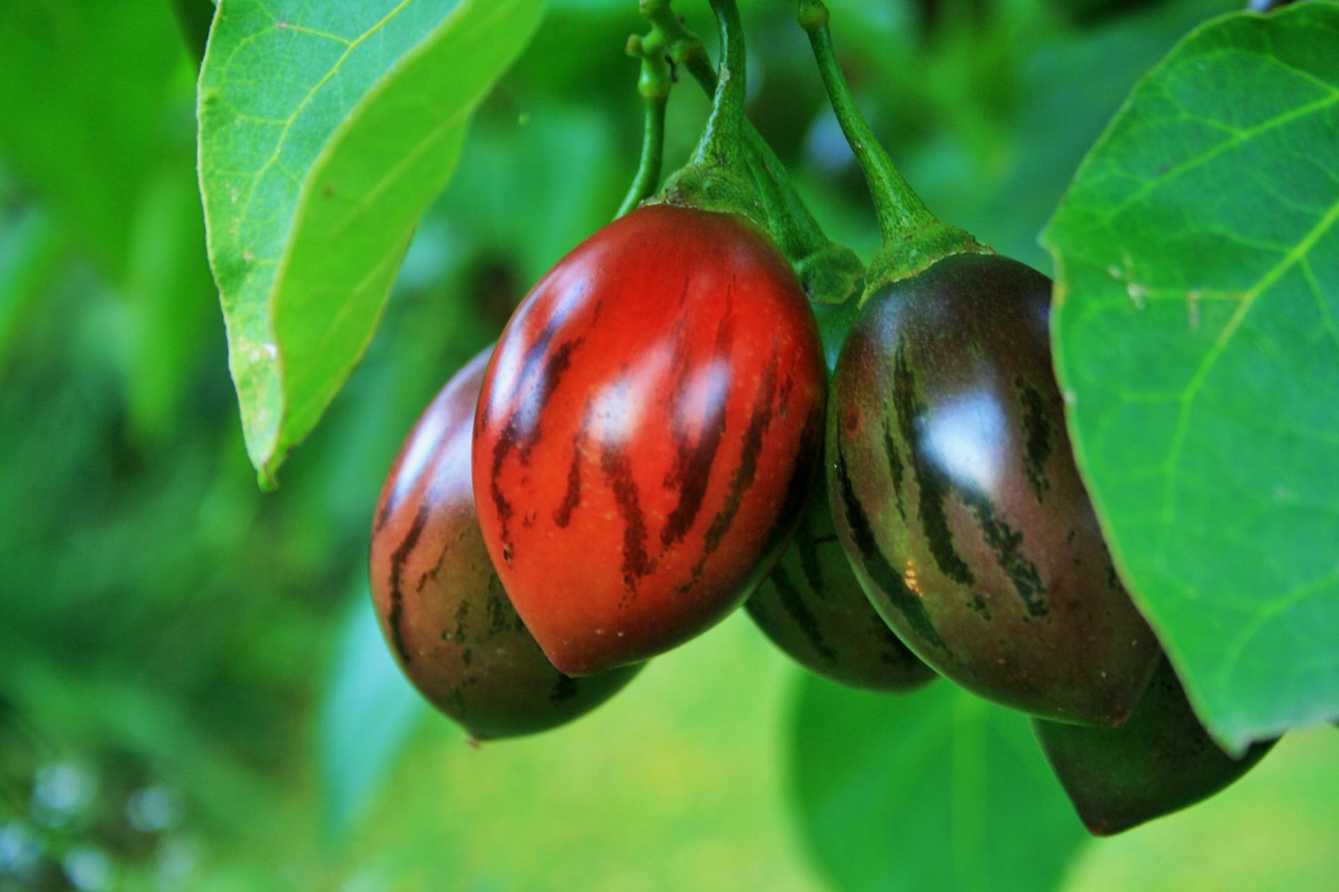 Guía completa para cultivar y cuidar una planta de tomate de árbol en tu jardín