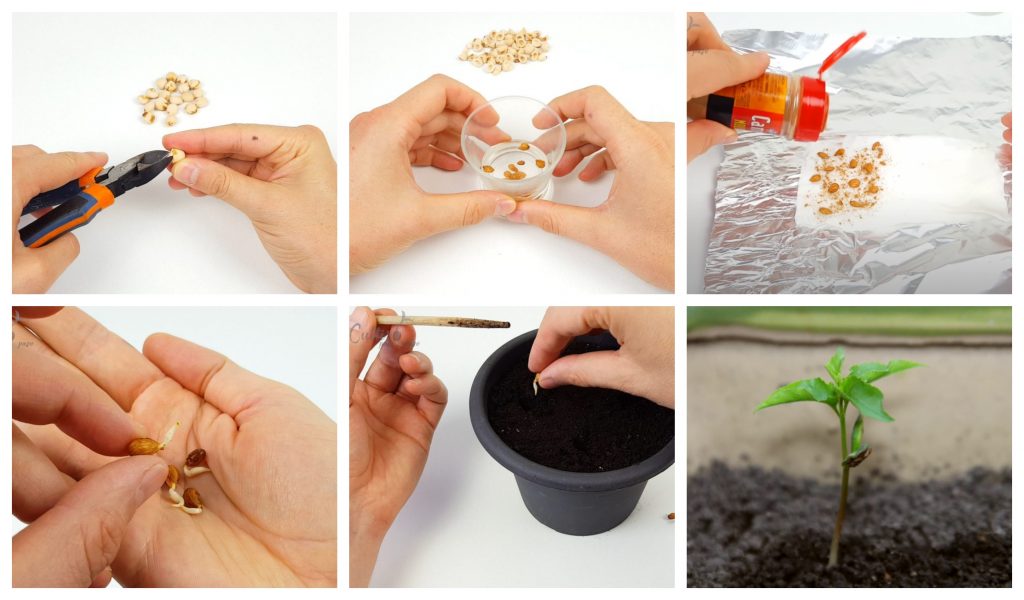 Guía completa para germinar semilla de cereza: consejos, técnicas y cuidados
