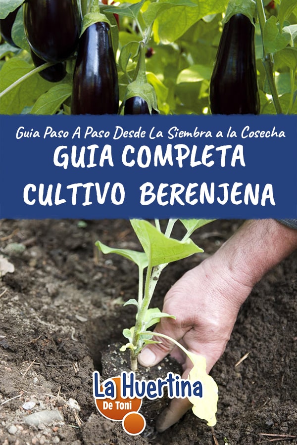 Guía completa para plantar berenjenas: consejos y trucos para cultivar estas deliciosas hortalizas en tu jardín