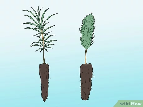 Guía completa para plantar un pino: paso a paso y consejos útiles