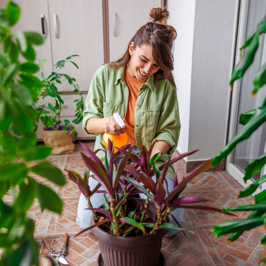 Guía completa para podar hortensias en octubre: consejos prácticos para un cuidado óptimo