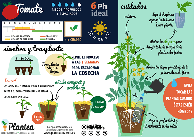 Guía completa para podar tomateras en macetas: Consejos prácticos y recomendaciones