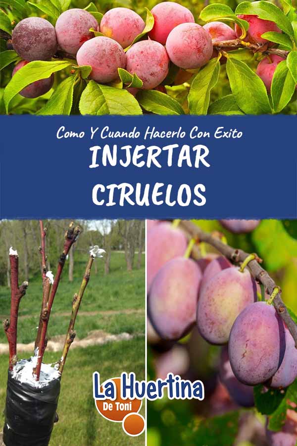 Guía completa para realizar el injerto del ciruelo: técnicas, consejos y cuidados necesarios