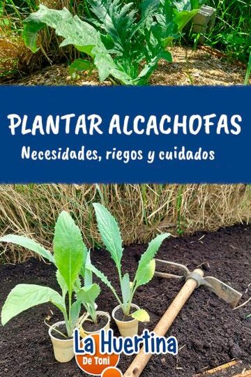 Guía completa para sembrar alcachofas: consejos, cuidados y cosecha exitosa