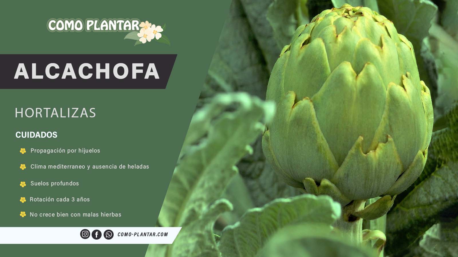 Guía completa para sembrar alcachofas: consejos, cuidados y trucos para cultivar tus propias plantas de alcachofa en casa