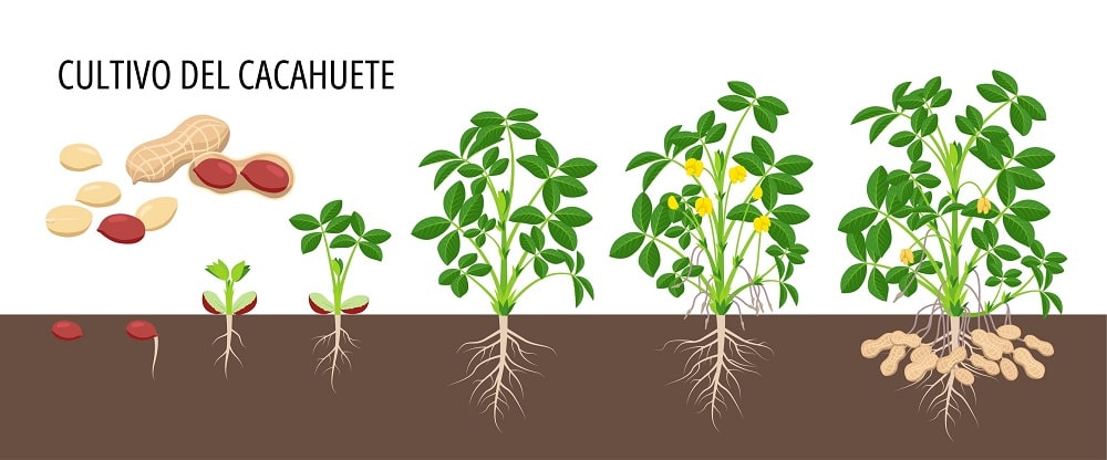 Guía completa para sembrar cacahuetes: desde la siembra hasta la cosecha